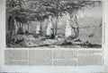 Old Antique Print 1860 Under The Vines Italy Grapes Wine Making Goat Bird 19th