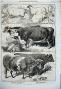 Original Old Antique Print 1860 Prize Cattle Smithfield Club Show Ox Cow Cotsw