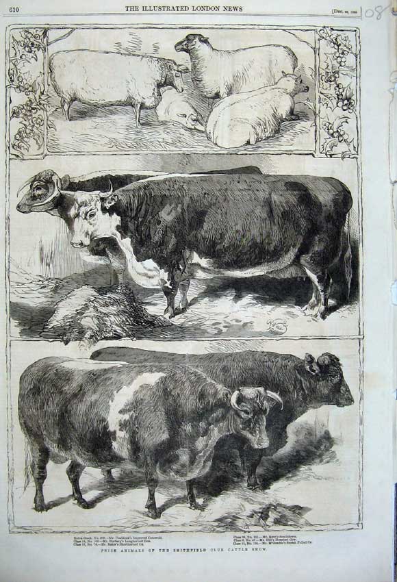 Original Old Antique Print 1860 Prize Cattle Smithfield Club Show Ox Cow Cotsw