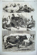 Original Old Antique Print 1860 Poultry Cattle Show Birmingham Turkey Cow Birds