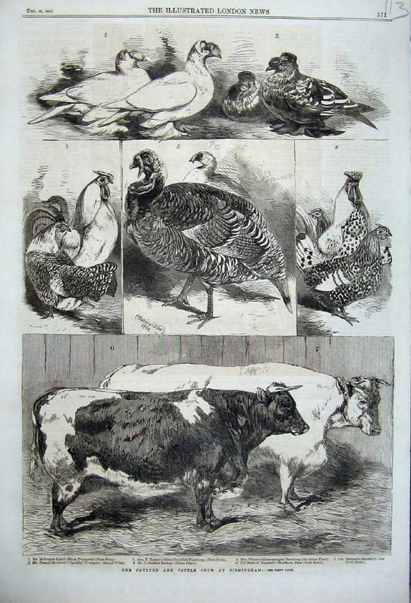 Original Old Antique Print 1860 Poultry Cattle Show Birmingham Turkey Cow Birds