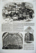Old Antique Print Dwarf African Ponies Cows Sheep School Giles-In- Fields