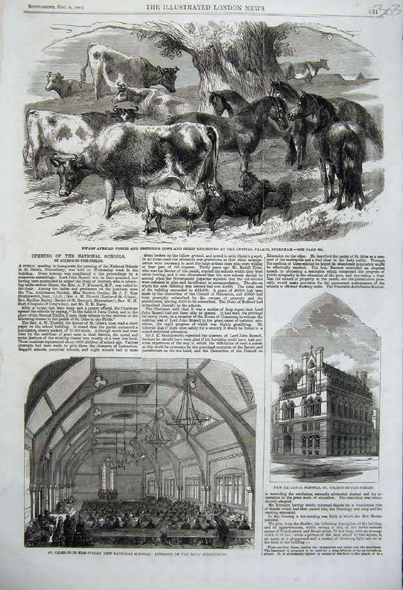 Old Antique Print Dwarf African Ponies Cows Sheep School Giles-In- Fields