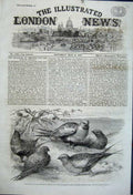 Old Antique Print 1861 Pallas Sand Grouse Birds Zoological Gardens London 19th