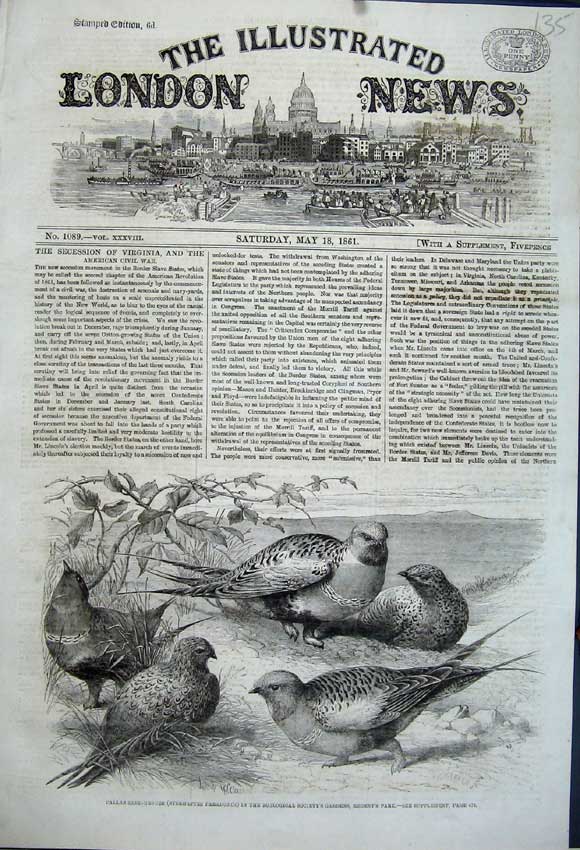 Old Antique Print 1861 Pallas Sand Grouse Birds Zoological Gardens London 19th