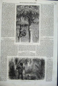 Original Old Antique Print 1861 Nest Bulding Ape Shelter Hunter Killed Gorilla