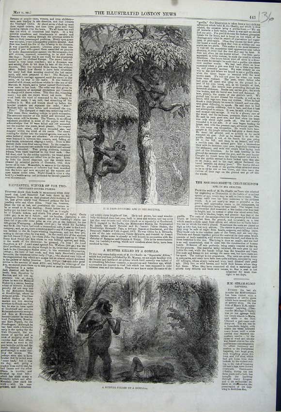 Original Old Antique Print 1861 Nest Bulding Ape Shelter Hunter Killed Gorilla
