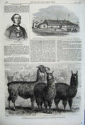 Old Antique Print 1861 Ledger'S Llamas Sopienburg Moir Armoury Bradford 19th