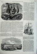 Original Old Antique Print Antelope House Zoological 1861 Wesleyan Chapel Foxes