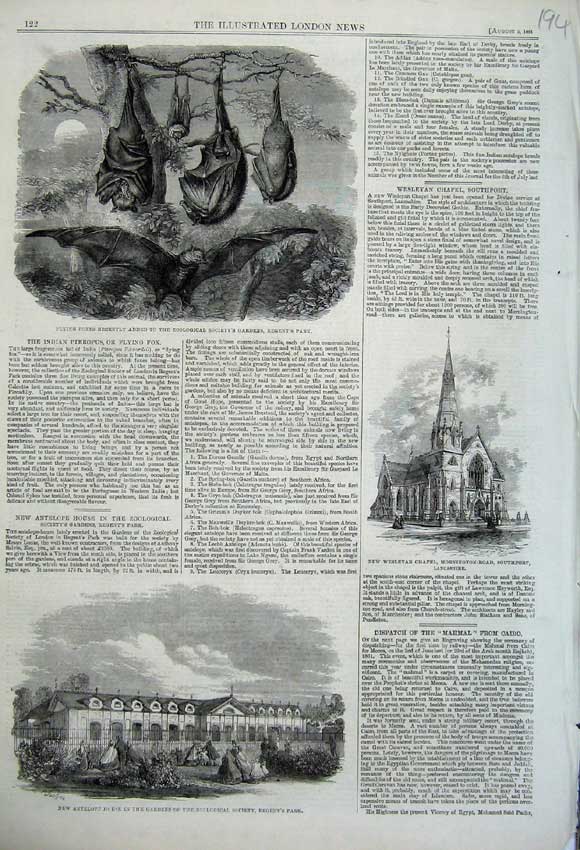 Original Old Antique Print Antelope House Zoological 1861 Wesleyan Chapel Foxes