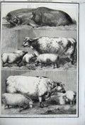 Old Antique Print 1861 Prize Cattle Smithfield Club Cattle Show Sheep Pig 19th