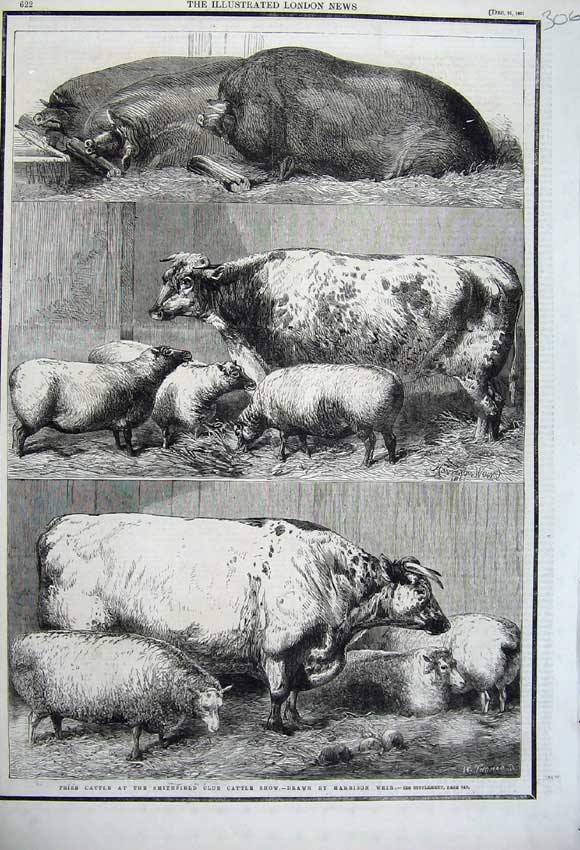 Old Antique Print 1861 Prize Cattle Smithfield Club Cattle Show Sheep Pig 19th