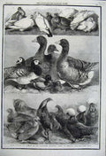 Old Antique Print Prize Poultry Pigeons Birmingham Exhibition Birds 1861 19th