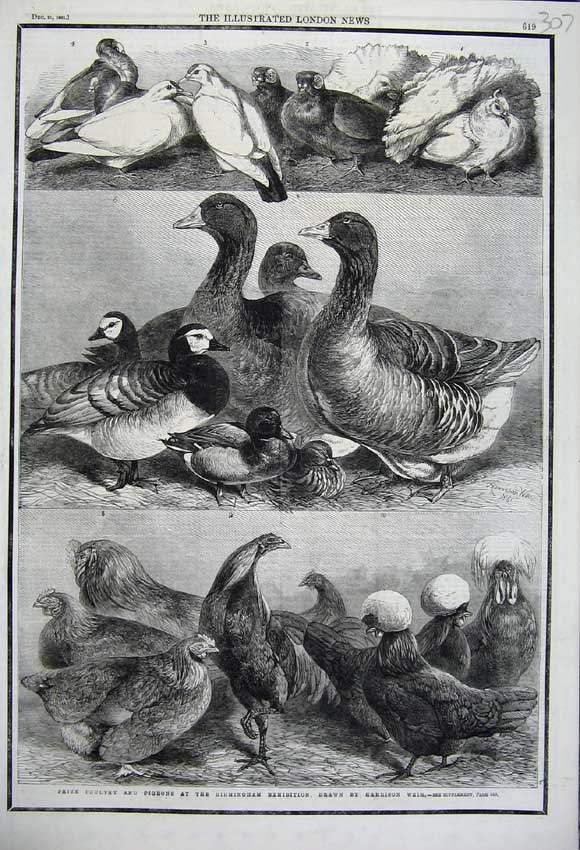 Old Antique Print Prize Poultry Pigeons Birmingham Exhibition Birds 1861 19th