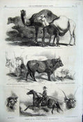 Old Antique Print 1861 Florence Exhibition Animals Ox Horse Bull Camels 19th
