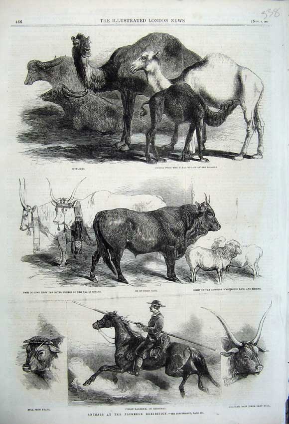 Old Antique Print 1861 Florence Exhibition Animals Ox Horse Bull Camels 19th
