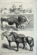 Old Antique Print 1861 Animals Royal Agricultural Show Hosrse Cow Sheep 19th