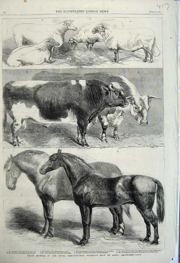 Old Antique Print 1861 Animals Royal Agricultural Show Hosrse Cow Sheep 19th