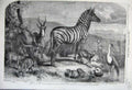 Old Antique Print 1861 Zoological Garden Zebra Blessbok Crane Rehbok Bird 19th