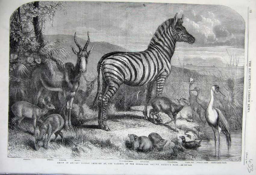 Old Antique Print 1861 Zoological Garden Zebra Blessbok Crane Rehbok Bird 19th