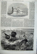 Original Old Antique Print 1862 Prairie Grouse Zoological Monument Grave Bunyan