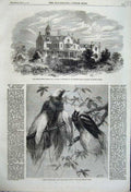 Original Old Antique Print 1862 Ashburton House Stockport Birds Paradise Regent