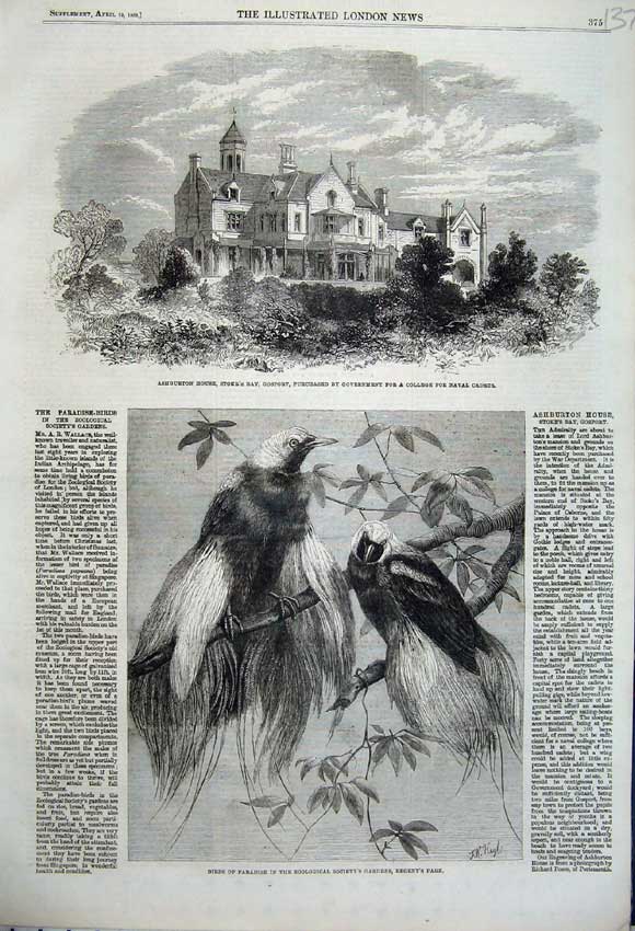 Original Old Antique Print 1862 Ashburton House Stockport Birds Paradise Regent