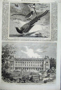 Original Old Antique Print 1862 Hotel Hydropathic Norwood Chinese Magpies Birds