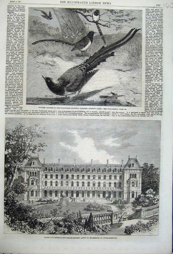 Original Old Antique Print 1862 Hotel Hydropathic Norwood Chinese Magpies Birds
