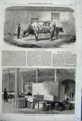 Old Antique Print 1862 Australian Ox Tooran Boxes International Building 19th
