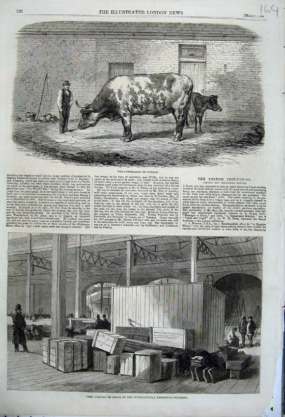 Old Antique Print 1862 Australian Ox Tooran Boxes International Building 19th