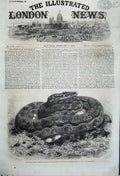 Old Antique Print 1862 Great Python Serpent Zoological Snake Regent Park 19th