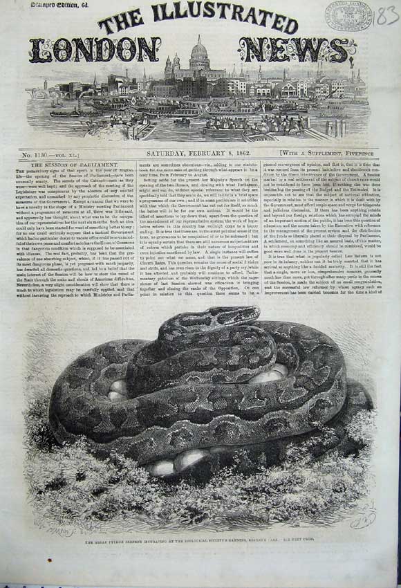 Old Antique Print 1862 Great Python Serpent Zoological Snake Regent Park 19th