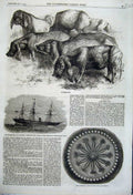 Old Antique Print 1862 Japanese Pigs Carved Ivory Box Ship Candia Atakah 19th