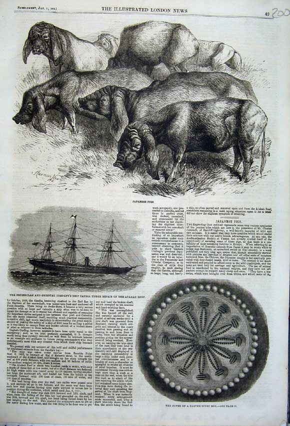Old Antique Print 1862 Japanese Pigs Carved Ivory Box Ship Candia Atakah 19th