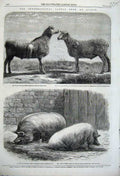 Original Old Antique Print 1862 Cattle Show Poissy CotswSheep Yorkshire Pigs