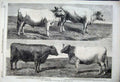 Old Antique Print 1862 Cattle Show Poissy Durham Ox Aberdeen Cow Animal 19th