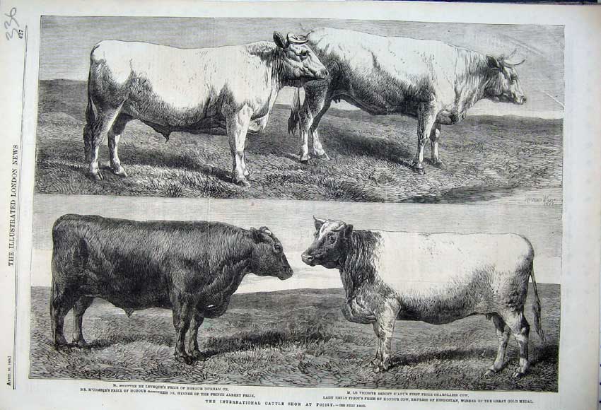 Old Antique Print 1862 Cattle Show Poissy Durham Ox Aberdeen Cow Animal 19th