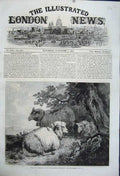 Original Old Antique Print 1862 Country Sheep Morland International Exhibition