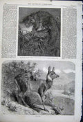 Old Antique Print 1862 Musk Deer Aye-Aye Zoological Society Regent'S Park 19th