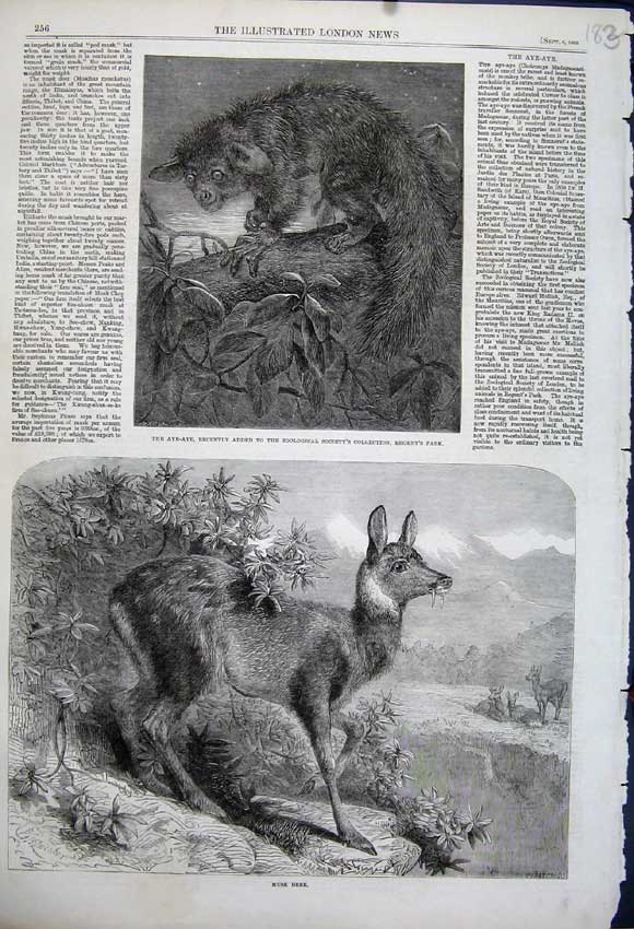 Old Antique Print 1862 Musk Deer Aye-Aye Zoological Society Regent'S Park 19th