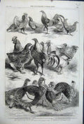 Old Antique Print 1862 Prize Birds Poultry Pigeon Show Birmingham Turkey 19th