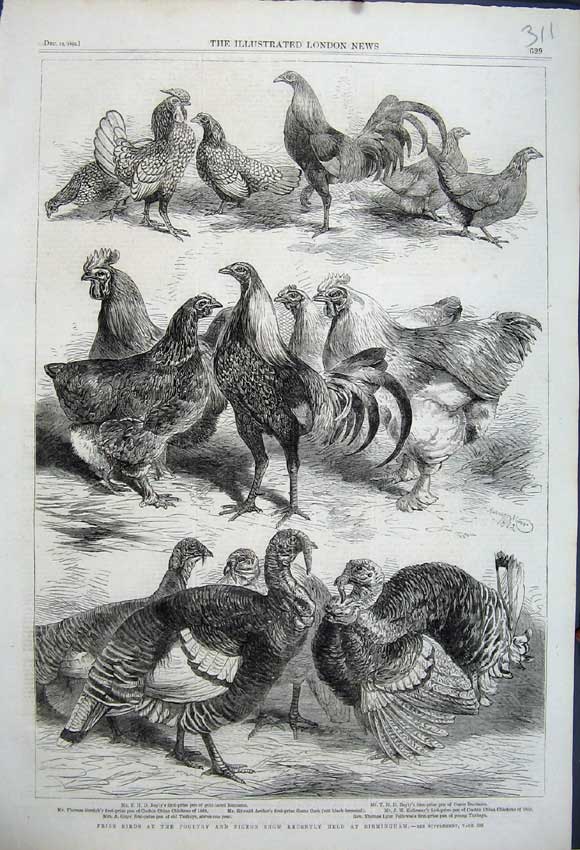 Old Antique Print 1862 Prize Birds Poultry Pigeon Show Birmingham Turkey 19th