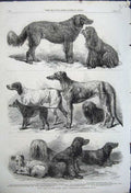 Original Old Antique Print 1862 Prize Dogs Birmingham Retriever Spaniel Terrier