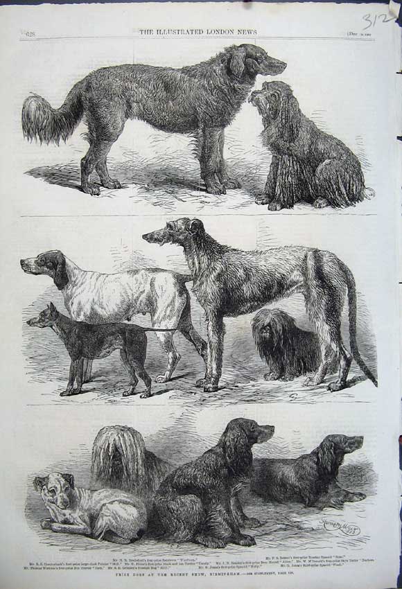 Original Old Antique Print 1862 Prize Dogs Birmingham Retriever Spaniel Terrier