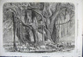 Old Antique Print 1862 Cotton India Convoy Rewah Encampment Banyan Tree 19th