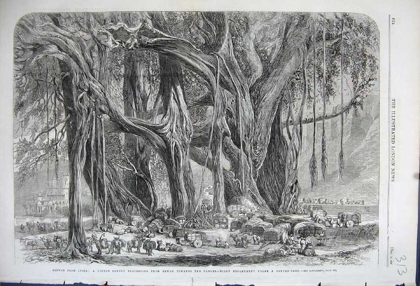Old Antique Print 1862 Cotton India Convoy Rewah Encampment Banyan Tree 19th