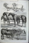 Original Old Antique Print 1862 Prize Animals Royal Agricultural Show Battersea