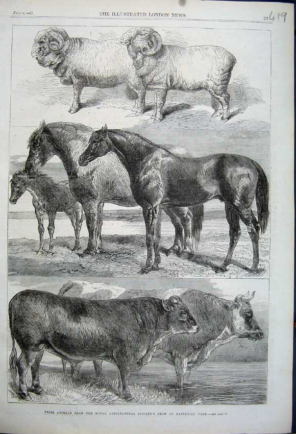 Original Old Antique Print 1862 Prize Animals Royal Agricultural Show Battersea