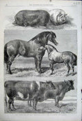 Old Antique Print 1862 Cow Pig Horses Battersea Agricultural Show Prize 19th